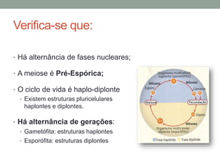 Verifica-se que:
• Há alternância de fases nucleares;
• A meiose é Pré-Espórica;
• O ciclo de vida é haplo-diplonte
• Existem estruturas pluricelulares
haplontes e diplontes.
• Há alternância de gerações:
• Gametófita: estruturas haplontes
• Esporófita: estruturas diplontes
 
