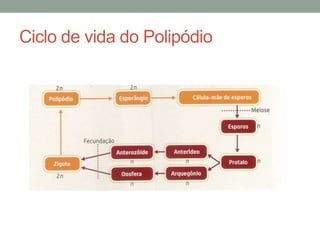Ciclo de vida do Polipódio
 