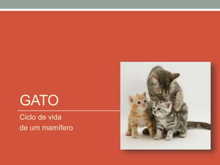 GATO
Ciclo de vida
de um mamífero
 