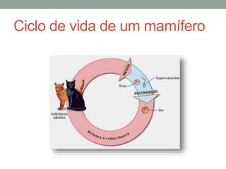 Ciclo de vida de um mamífero
 