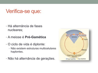 Verifica-se que:
• Há alternância de fases
nucleares;
• A meiose é Pré-Gamética
• O ciclo de vida é diplonte:
• Não existem estruturas multicelulares
haplontes.
• Não há alternância de gerações.
 