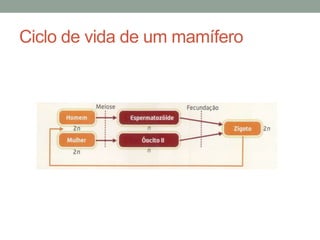 Ciclo de vida de um mamífero
 