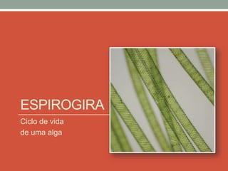 ESPIROGIRA
Ciclo de vida
de uma alga
 