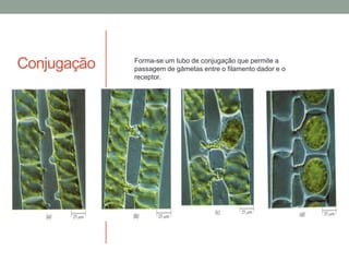 Conjugação Forma-se um tubo de conjugação que permite a
passagem de gâmetas entre o filamento dador e o
receptor.
 