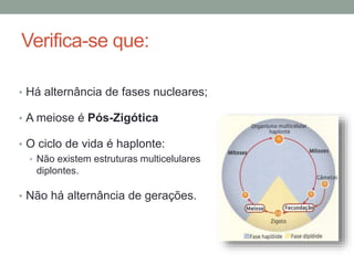 Verifica-se que:
• Há alternância de fases nucleares;
• A meiose é Pós-Zigótica
• O ciclo de vida é haplonte:
• Não existem estruturas multicelulares
diplontes.
• Não há alternância de gerações.
 