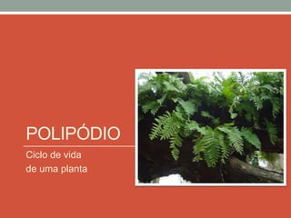 POLIPÓDIO
Ciclo de vida
de uma planta
 