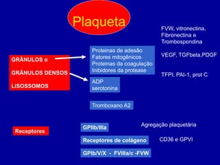 Plaqueta                      FVW, vitronectina,
                                                Fibronectina e
                                                Trombospondina
                      Proteinas de adesão
                      Fatores mitogênicos       VEGF, TGFbeta,PDGF
GRÂNULOS α
                      Proteinas da coagulação
GRÂNULOS DENSOS       Inibidores da protease
                                                TFPI, PAI-1, prot C
                      ADP
LISOSSOMOS            serotonina


                      Tromboxano A2


                                        Agregação plaquetária
                   GPIIb/IIIa
 Receptores
                   Receptores de colágeno       CD36 e GPVI

                   GPIb/V/X - FVIIIa/c -FVW
 