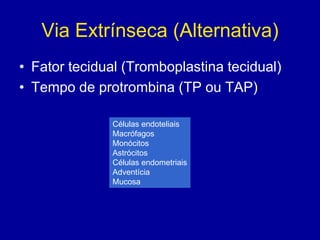 Via Extrínseca (Alternativa)
• Fator tecidual (Tromboplastina tecidual)
• Tempo de protrombina (TP ou TAP)

              Células endoteliais
              Macrófagos
              Monócitos
              Astrócitos
              Células endometriais
              Adventícia
              Mucosa
 