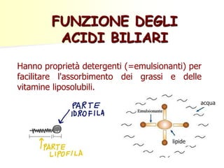 FUNZIONE DEGLI
ACIDI BILIARI
Hanno proprietà detergenti (=emulsionanti) per
facilitare l'assorbimento dei grassi e delle
vitamine liposolubili.
acqua
lipide
 