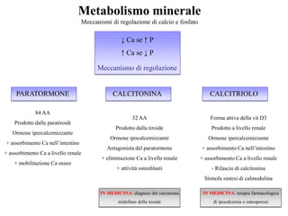 Metabolismo minerale
Meccanismi di regolazione di calcio e fosfato
↓ Ca se ↑ P
↑ Ca se ↓ P
Meccanismo di regolazione
PARATORMONE CALCITONINA CALCITRIOLO
84 AA
Prodotto dalle paratiroidi
Ormone ipercalcemizzante
+ assorbimento Ca nell’intestino
+ assorbimento Ca a livello renale
+ mobilitazione Ca osseo
32 AA
Prodotto dalla tiroide
Ormone ipocalcemizzante
Antagonista del paratormone
+ eliminazione Ca a livello renale
+ attività osteoblasti
Forma attiva della vit D3
Prodotto a livello renale
Ormone ipercalcemizzante
+ assorbimento Ca nell’intestino
+ assorbimento Ca a livello renale
- Rilascio di calcitonina
Stimola sintesi di calmodulina
IN MEDICINA: diagnosi del carcinoma
midollare della tiroide
IN MEDICINA: terapia farmacologica
di ipocalcemia e osteoporosi
 