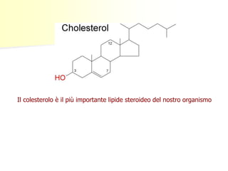 Il colesterolo è il più importante lipide steroideo del nostro organismo
 