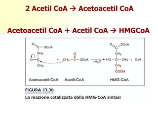 2 Acetil CoA  Acetoacetil CoA
Acetoacetil CoA + Acetil CoA  HMGCoA
 