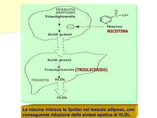 La niacina inibisce la lipolisi nel tessuto adiposo, con
conseguente riduzione della sintesi epatica di VLDL.
(TRIGLICERIDI)
NICOTINA
 