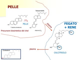 PELLE
CALCITRIOLO
Precursore biosintetico del chol
PELLE
FEGATO
+ RENE
plasma
fotosensibile
 