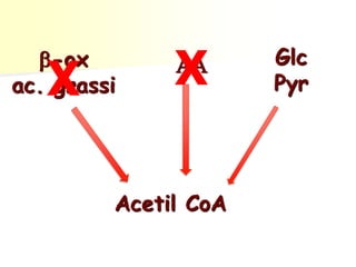Acetil CoA
b-ox
ac. grassi
AA Glc
PyrX X
 