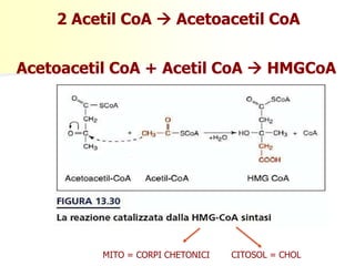 2 Acetil CoA  Acetoacetil CoA
Acetoacetil CoA + Acetil CoA  HMGCoA
MITO = CORPI CHETONICI CITOSOL = CHOL
 