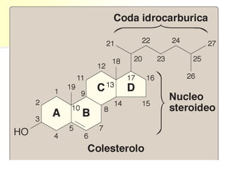 idrofobica
idrofilica
 