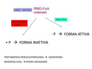 + P  FORMA INATTIVA
- P  FORMA ATTIVA
GLUCAGONE
+ CHOL
INSULINA
CHOL - SINTESI
TRATTAMENTO IPERCOLESTEROLEMIA  LOVASTATINA
BIOSINTESI CHOL  RITMO CIRCADIANO
 