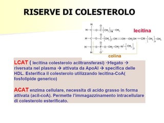 RISERVE DI COLESTEROLO
 