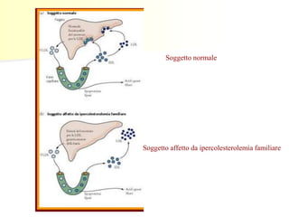 Soggetto normale
Soggetto affetto da ipercolesterolemia familiare
 