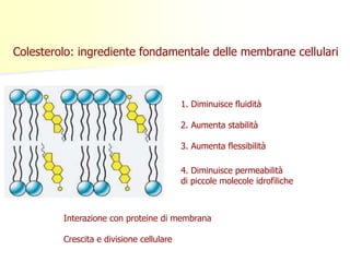 Colesterolo: ingrediente fondamentale delle membrane cellulari
1. Diminuisce fluidità
2. Aumenta stabilità
3. Aumenta flessibilità
4. Diminuisce permeabilità
di piccole molecole idrofiliche
Interazione con proteine di membrana
Crescita e divisione cellulare
 
