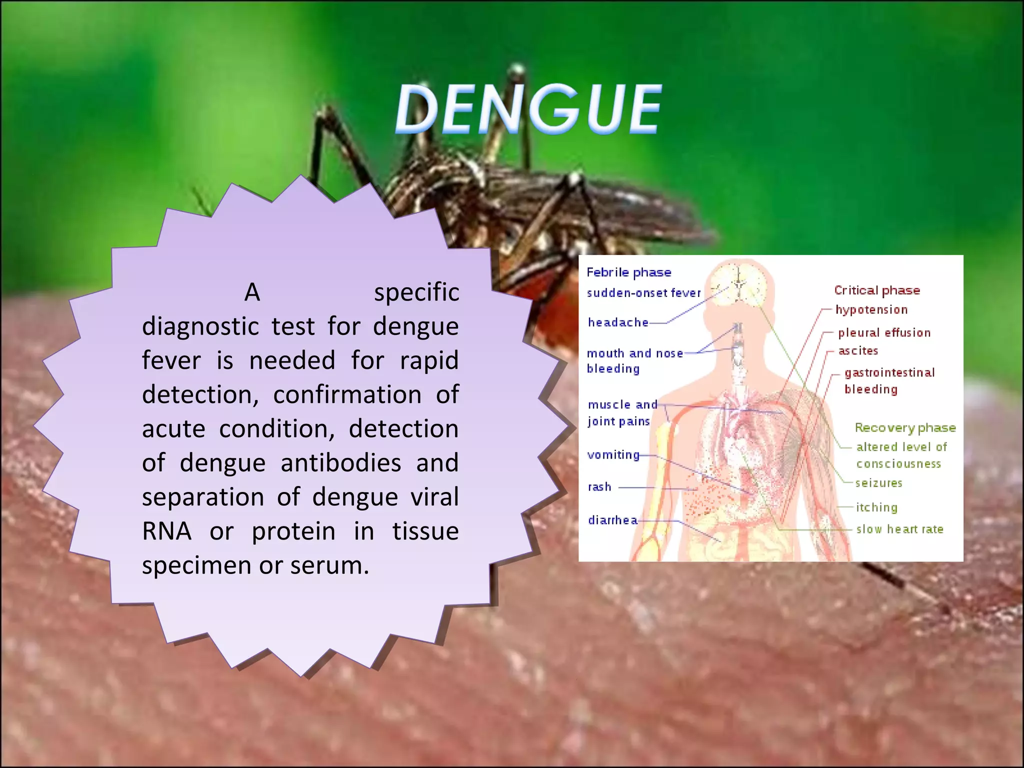 AA         specific
                     specific
diagnostic test for dengue
 diagnostic test for dengue
fever is needed for rapid
 fever is needed for rapid
detection, confirmation of
 detection, confirmation of
acute condition, detection
 acute condition, detection
of dengue antibodies and
 of dengue antibodies and
separation of dengue viral
 separation of dengue viral
RNA or protein in tissue
 RNA or protein in tissue
specimen or serum.
 specimen or serum.
 
