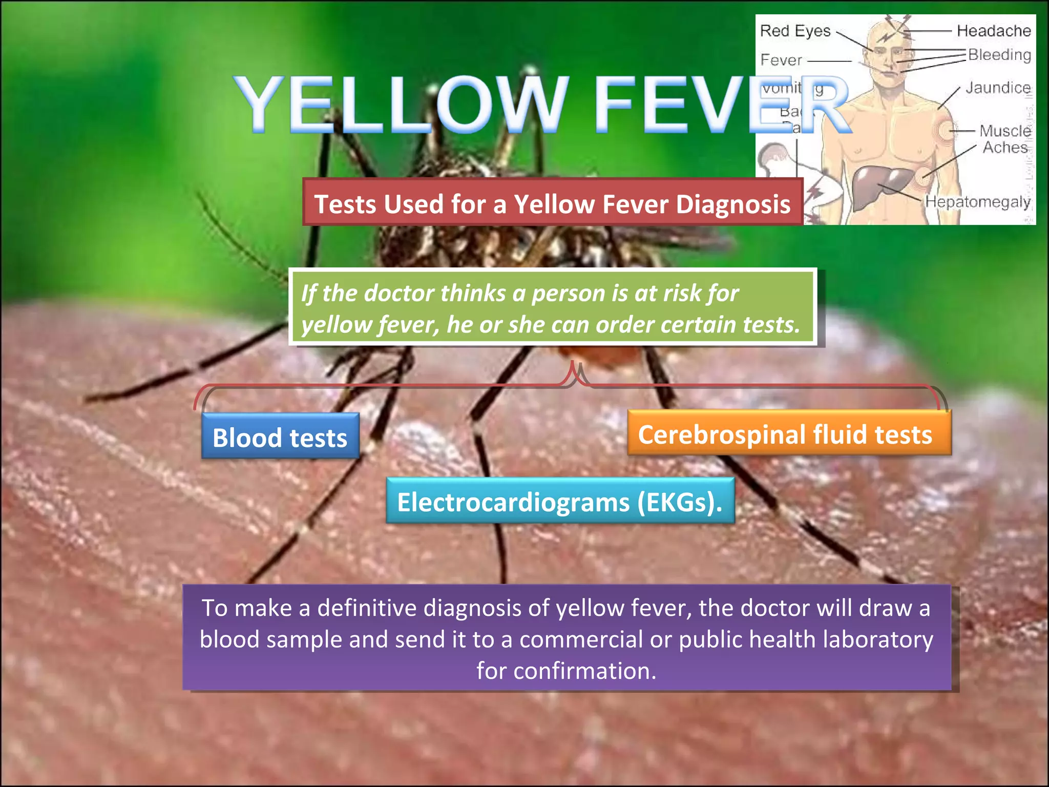 Tests Used for a Yellow Fever Diagnosis


         If the doctor thinks a person is at risk for
          If the doctor thinks a person is at risk for
         yellow fever, he or she can order certain tests.
          yellow fever, he or she can order certain tests.



 Blood tests                             Cerebrospinal fluid tests

                  Electrocardiograms (EKGs).


To make aadefinitive diagnosis of yellow fever, the doctor will draw aa
 To make definitive diagnosis of yellow fever, the doctor will draw
blood sample and send it to aacommercial or public health laboratory
 blood sample and send it to commercial or public health laboratory
                          for confirmation.
                           for confirmation.
 