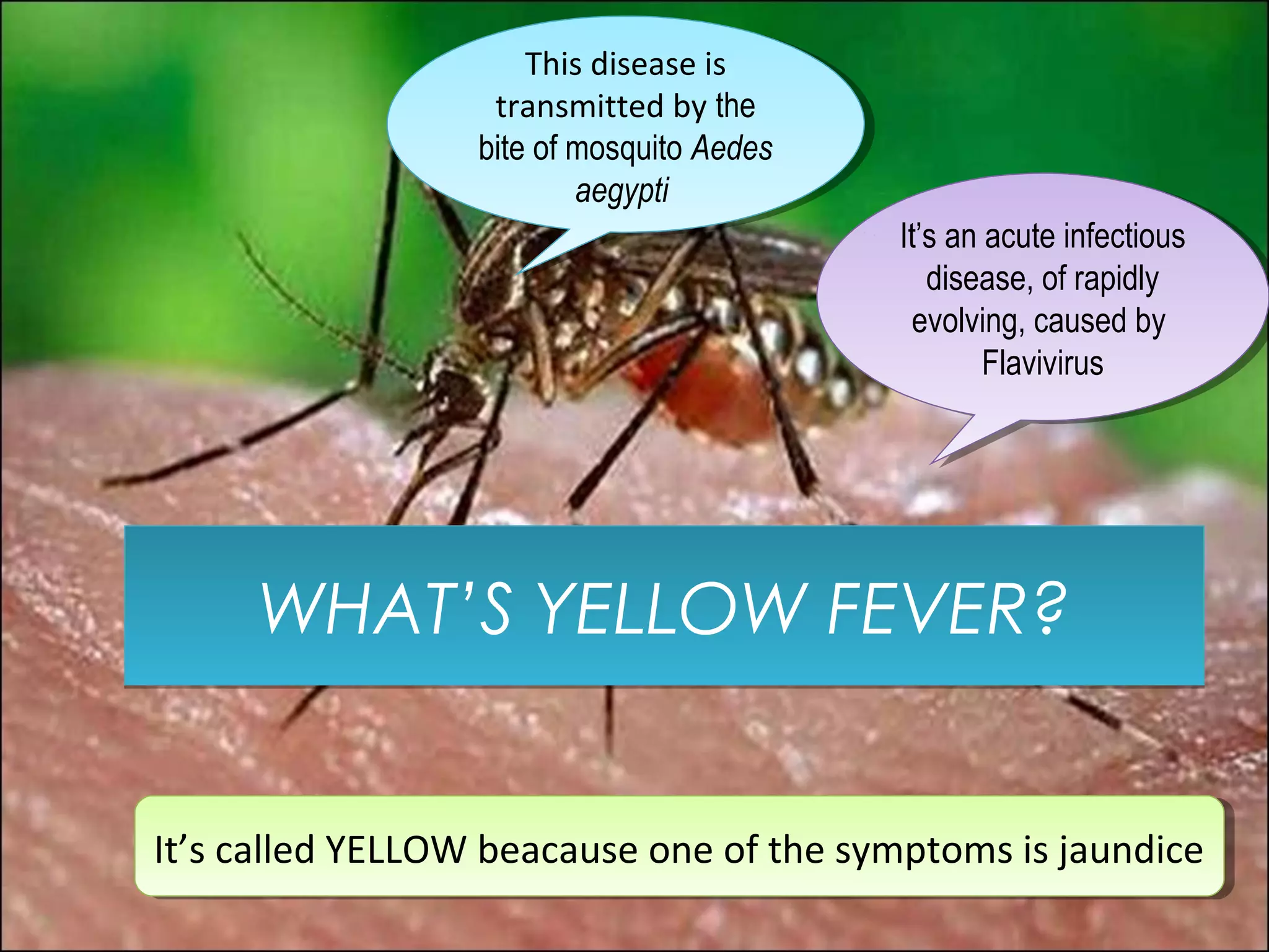 This disease is
                        This disease is
                   transmitted by the
                     transmitted by the
                  bite of mosquito Aedes
                   bite of mosquito Aedes
                           aegypti
                            aegypti
                                            It’s an acute infectious
                                             It’s an acute infectious
                                               disease, of rapidly
                                                disease, of rapidly
                                             evolving, caused by
                                               evolving, caused by
                                                    Flavivirus
                                                     Flavivirus




     WHAT’S YELLOW FEVER?


It’s called YELLOW beacause one of the symptoms is jaundice
 It’s called YELLOW beacause one of the symptoms is jaundice
 