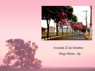 Avenida 22 de Outubro Mogi Mirim : Sp 