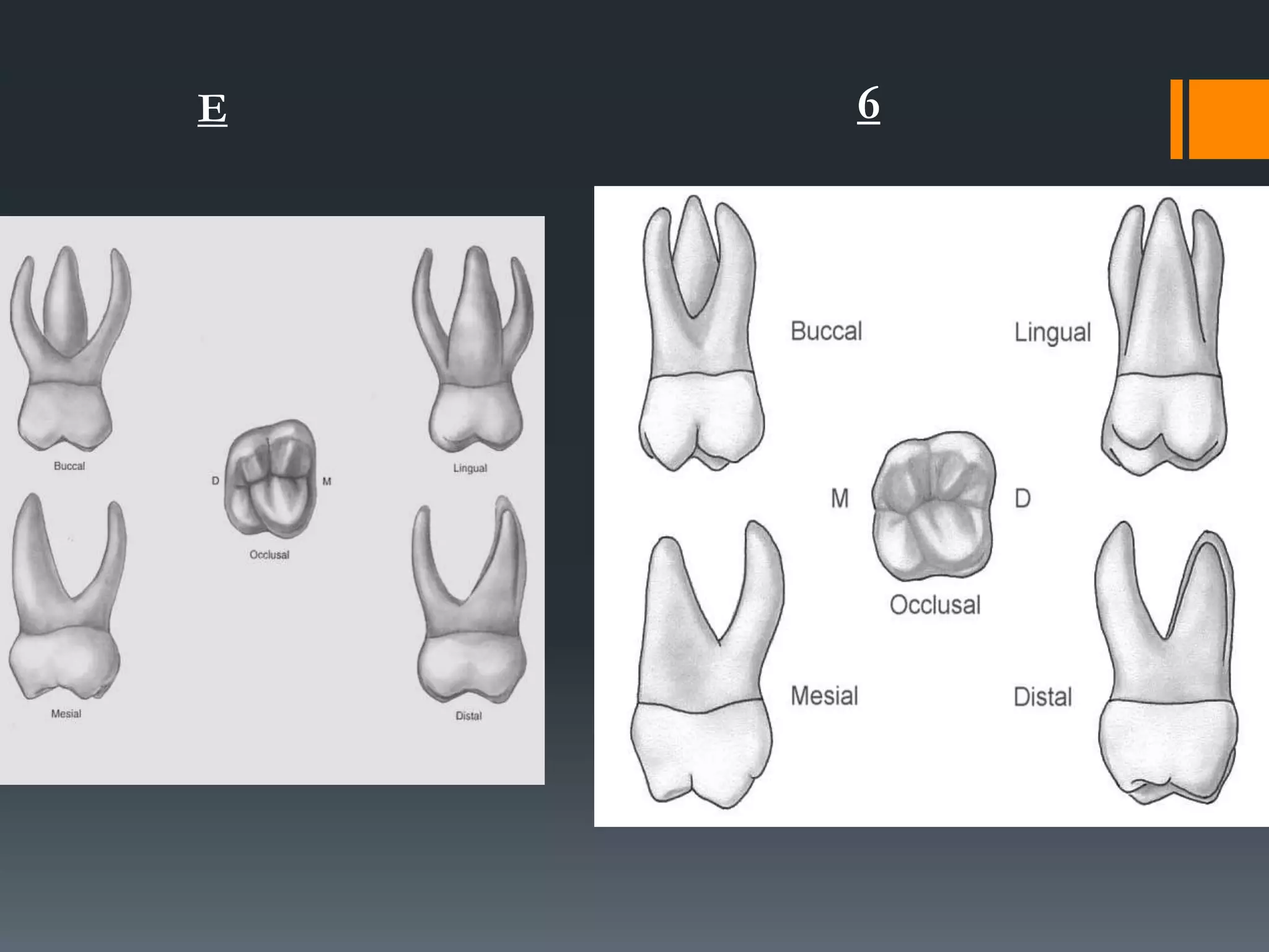 Deciduous teeth | PPTX