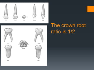 Deciduous teeth | PPTX