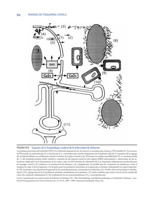 TRATADO DE PSIQUIATRÍA CLÍNICA312
FIGURA 8-8. Esquema de la ﬁsiopatología cerebral de la enfermedad de Alzheimer.
La proteína precursora del amiloide (PPA) (1) es liberada después de ser clivada por α-secretasa para formar α PPA soluble (2). A la inversa,
la PPA puede ser internalizada (3) y clivada por β- y γ-secretasas para formar fragmentos de β-amiloide (Aβ) (4). La proteína Aβ se agrega
(5) al material fibrilar no soluble para formar el núcleo de la placa neurítica (6). Se forman los anillos neurofibrilares (7). La neurotoxicidad
de τ y del amiloide produce estrés oxidativo, aumento de las especies reactivas del oxígeno (ERO) intracelulares y alteraciones de las es-
tructuras implicadas en la homeostasia de los iones, como los del trifosfato de adenosina (8). Las respuestas inflamatorias producidas por
la neurogía reactiva (9) conducen a la producción de citocinas y de complemento. Es posible que los receptores de membrana, como el
receptor de clase A de los fagocitos o el receptor para los productos terminales de la glucación avanzada, desempeñen un papel importan-
te (10). Se produce una disminución general de los neurotransmisores, incluyendo la acetilcolina (11). Posibles dianas farmacológicas: metabo-
lismo (1-5) y agregación (6) de la proteína β-amiloide; metabolismo de la proteína τ (7); estrés oxidativo que actúa a través de los canales del
calcio (8); respuesta inflamatoria (9, 10); modulación de los neurotransmisores (11), y neuroprotección.
Fuente: reproducido con autorización de Felician O, Sandson TA: «The Neurobiology and Pharmacotherapy of Alzheimer’s Disease». Jour-
nal of Neuropsychiatry and Clinical Neuroscience 11:19–31, 1999. ©
1999, American Psychiatric Press, Inc.
GRO
 