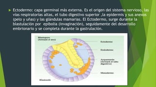 8 desarrollo embrionario | PPTX