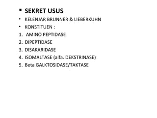  SEKRET USUS
• KELENJAR BRUNNER & LIEBERKUHN
• KONSTITUEN :
1. AMINO PEPTIDASE
2. DIPEPTIDASE
3. DISAKARIDASE
4. ISOMALTASE (alfa. DEKSTRINASE)
5. Beta GALKTOSIDASE/TAKTASE
 