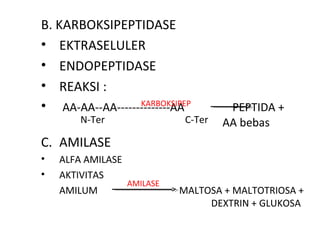 B. KARBOKSIPEPTIDASE
• EKTRASELULER
• ENDOPEPTIDASE
• REAKSI :
• AA-AA--AA--------------AA
                 KARBOKSIPEP
                                     PEPTIDA +
        N-Ter               C-Ter   AA bebas
C. AMILASE
•   ALFA AMILASE
•   AKTIVITAS
                 AMILASE
    AMILUM                 MALTOSA + MALTOTRIOSA +
                                DEXTRIN + GLUKOSA
 