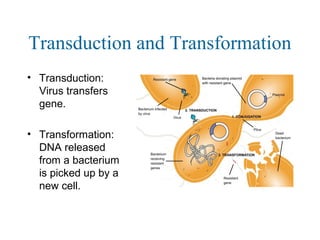 Transduction and Transformation
• Transduction:
Virus transfers
gene.
• Transformation:
DNA released
from a bacterium
is picked up by a
new cell.
 