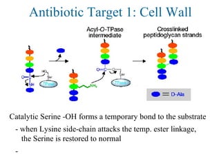 Antibiotic Target 1: Cell Wall
Catalytic Serine -OH forms a temporary bond to the substrate
- when Lysine side-chain attacks the temp. ester linkage,
the Serine is restored to normal
-
 