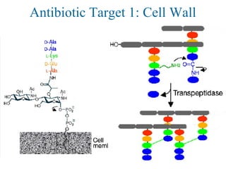 Antibiotic Target 1: Cell Wall
 
