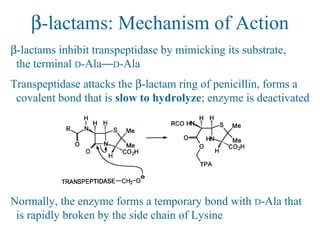β-lactams: Mechanism of Action
β-lactams inhibit transpeptidase by mimicking its substrate,
the terminal D-Ala—D-Ala
Transpeptidase attacks the β-lactam ring of penicillin, forms a
covalent bond that is slow to hydrolyze; enzyme is deactivated
Normally, the enzyme forms a temporary bond with D-Ala that
is rapidly broken by the side chain of Lysine
 