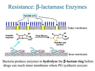 Resistance: β-lactamase Enzymes
Bacteria produce enzymes to hydrolyze the β-lactam ring before
drugs can reach inner membrane where PG synthesis occcurs
 
