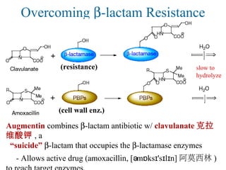 Overcoming β-lactam Resistance
Augmentin combines β-lactam antibiotic w/ clavulanate 克拉
维酸钾 , a
“suicide” β-lactam that occupies the β-lactamase enzymes
- Allows active drug (amoxacillin, [ m ks 's l n]ə ɒ ɪ ɪ ɪ 阿莫西林 )
(resistance) slow to
hydrolyze
(cell wall enz.)
 
