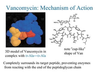 Vancomycin: Mechanism of Action
Completely surrounds its target peptide, preventing enzymes
from reacting with the end of the peptidoglycan chain
3D model of Vancomycin in
complex with D-Ala—D-Ala
note “cup-like”
shape of Van
 