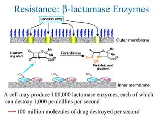 A cell may produce 100,000 lactamase enzymes, each of which
can destroy 1,000 penicillins per second
100 million molecules of drug destroyed per second
Resistance: β-lactamase Enzymes
 