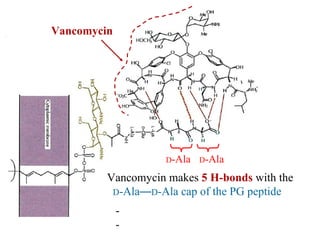 Vancomycin makes 5 H-bonds with the
D-Ala—D-Ala cap of the PG peptide
-
-
Vancomycin
D-Ala D-Ala
 