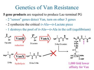 Genetics of Van Resistance
VanAVanH
VanX
5 gene products are required to produce Lac-terminal PG
- 2 “sensor” genes detect Van, turn on other 3 genes
- 2 synthesize the critical D-Ala—D-Lactate piece
- 1 destroys the pool of D-Ala—D-Ala in the cell (equilibrium)
reduction
hydrolysis 1,000 fold lower
affinity for Van
 