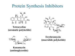 Protein Synthesis Inhibitors
Erythromycin
(macrolide polyketide)
Tetracycline
(aromatic polyketide)
Kanamycin
(aminoglycoside)
 