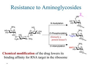 Resistance to Aminoglycosides
Chemical modification of the drug lowers its
binding affinity for RNA target in the ribosome
-
(formerly a
protein kinase?)
 