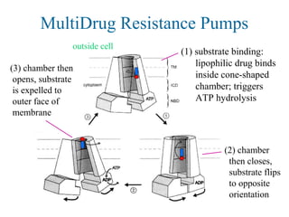 MultiDrug Resistance Pumps
(1) substrate binding:
lipophilic drug binds
inside cone-shaped
chamber; triggers
ATP hydrolysis
(2) chamber
then closes,
substrate flips
to opposite
orientation
(3) chamber then
opens, substrate
is expelled to
outer face of
membrane
outside cell
 