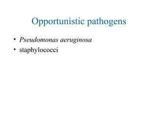 Opportunistic pathogens
• Pseudomonas aeruginosa
• staphylococci
• E. coli and other coliforms
• streptococci and enterococci
• Bacteroides fragilis
• Candida albicans
• Herpes simplex virus
• Cytomegalovirus
 