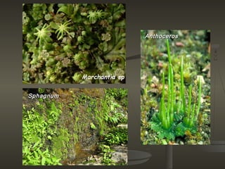 Anthoceros




Sphagnum
 